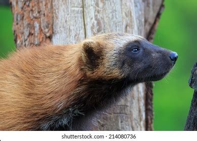 155 Wolverine teeth Images, Stock Photos & Vectors | Shutterstock