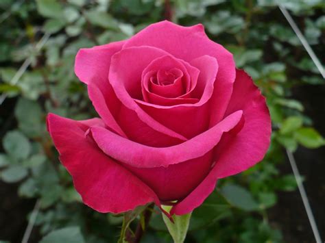 Stunning Pink Rose Photo 2805 - HDWPro