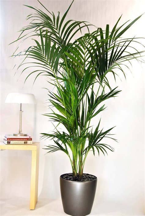 Kentia Palm | Medium | Large indoor plants, Kentia palm, Tall indoor plants