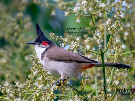 Red-whiskered Bulbul - Birds of Nepal - Prakritinepal Blog