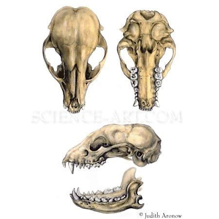 Raccoon Skull by Judith Aronow | Scientific illustration, Science ...