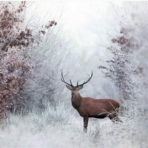 Deer in snowy field | Deer pictures, Animals beautiful, Animals wild