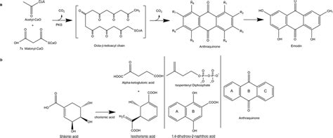 Natural quinone biosynthesis pathways a acetic-malonate pathway [74]... | Download Scientific ...