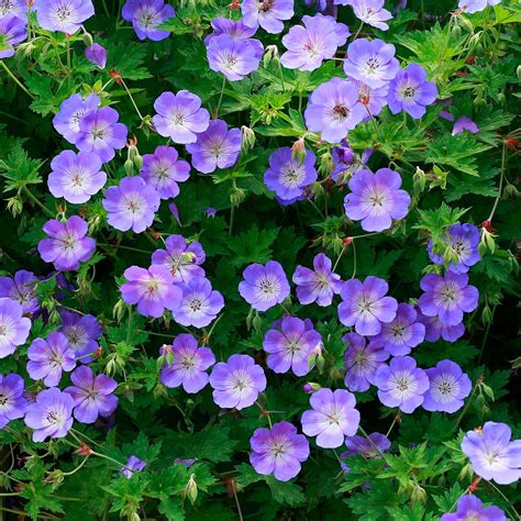 Geranium 'Rozanne' plug plants | Thompson & Morgan