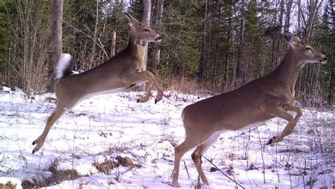 Wisconsin animals photographed by trail cameras