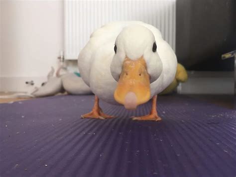 PsBattle: This goofy duck : r/photoshopbattles