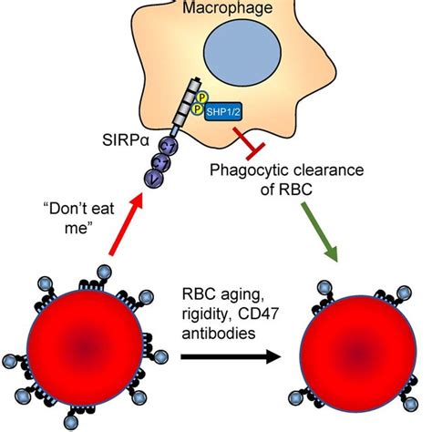 (PDF) Preclinical and Clinical Development of Therapeutic Antibodies Targeting Functions of CD47 ...