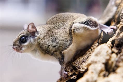 Meet the fabulous flying squirrels in your backyard