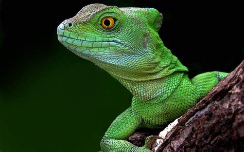 🔥 [43+] Lizard Wallpapers HD | WallpaperSafari