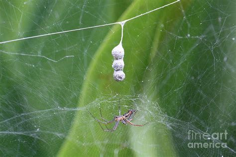 Spider And Cocoon Photograph by Danielle Groenen