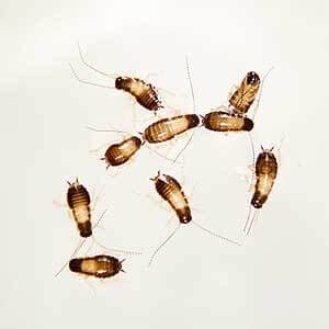 what do baby house roaches look like - Clarisa Gamble