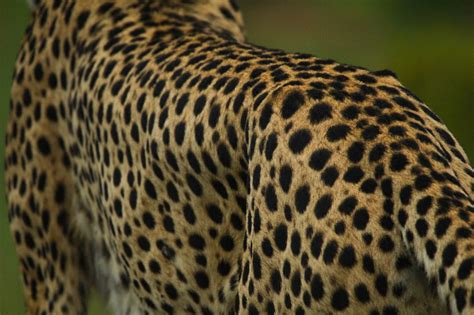 Cheetah Spots Up Close - Free photo on Pixabay