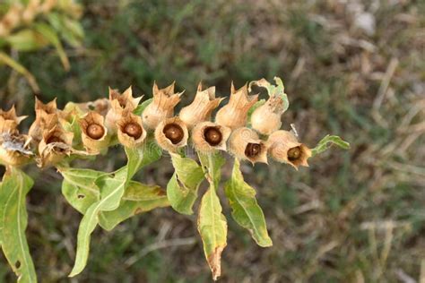 Hyoscyamus Niger Seeds in Dried Flowers. Stock Image - Image of background, tree: 205880207