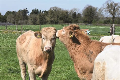 Supporting sustainable beef farming - Teagasc | Agriculture and Food ...