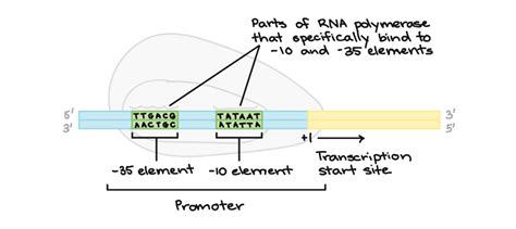 Mechanism Of Transcription - Transcription - MCAT Content