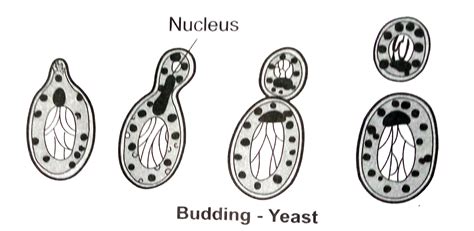 Draw a simple diagram showing the budding of yeast.