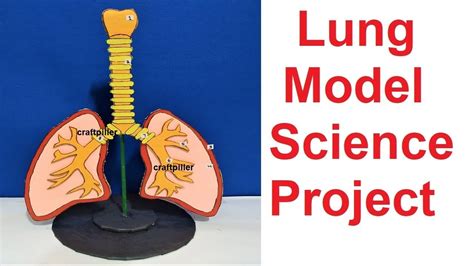 Respiratory System Model