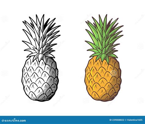 Pineapple Drawing. Outline and Colored Version Stock Vector ...