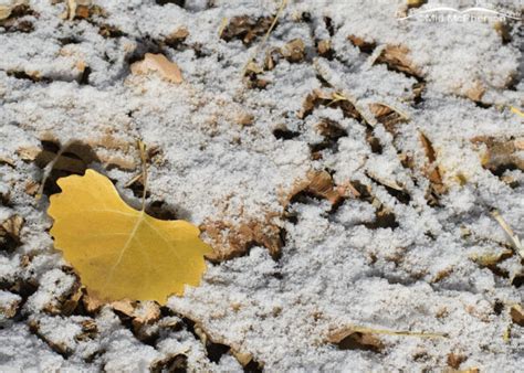 Golden Eastern Cottonwood leaf on fresh snow – On The Wing Photography