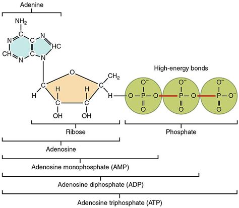 Obtaining and Transforming Energy: Role of ATP - Expii