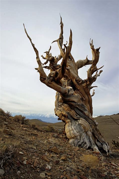 Mid Sierra Musings: Ancient Bristlecone Pine Forest