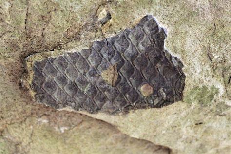 Lepidodendron Fossil (U.S. National Park Service)