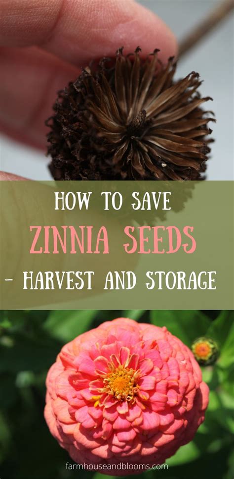 HOW TO SAVE ZINNIA SEEDS – HARVEST AND STORAGE | Zinnia garden, Zinnias, Backyard flowers beds