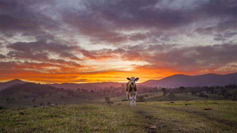 Sunset Cow Wallpapers - Wallpaper Cave