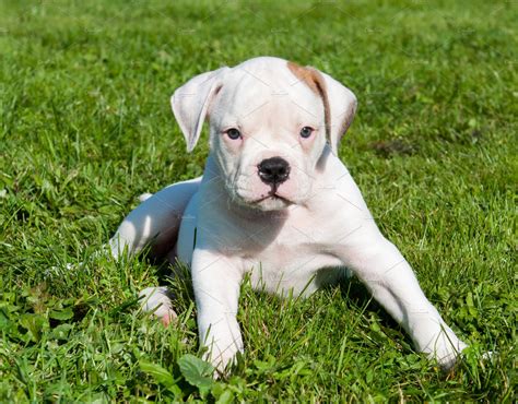 White american bulldog puppy dog on containing puppy, animal, and dog | Animal Stock Photos ...