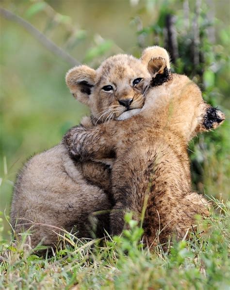 HUGS | Hug, Lions and Lion cub