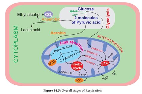 Stages of Respiration in Plants