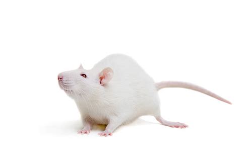 Royalty Free White Rat Pictures, Images and Stock Photos - iStock