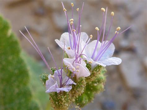 Four flowers - photos of Phacelia Integrifolia, Boraginaceae