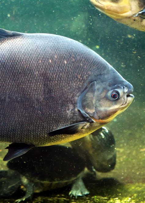 49 Pacu Fish Facts: What You Need To Know | Everywhere Wild