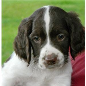 French Spaniel Puppies for sale - Ad #65122