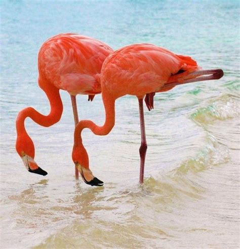 The flamingos of Lake Nakuru (26 pics) | Amazing Creatures