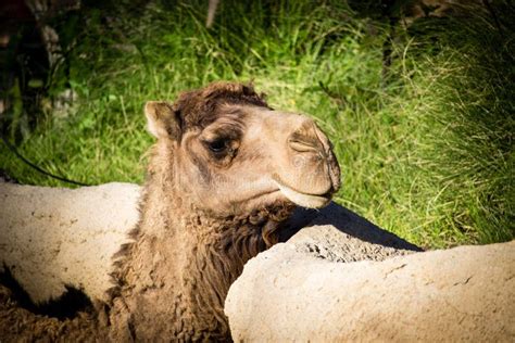 African Camel stock photo. Image of east, tourism, nature - 94765218