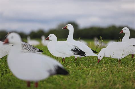 X14 SNOW 5 Pack Bulk Goose Silhouette Pack (70 Decoys) - Big Al's Decoys