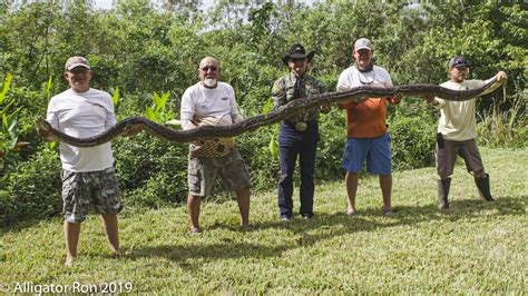 16-foot python, nest removed from under house in Everglades