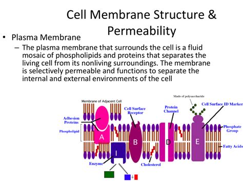 Cell Membrane Structure & Permeability