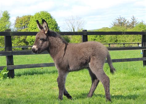 Donkey born during lockdown at The Donkey Sanctuary Ireland has been named ‘Lockie’