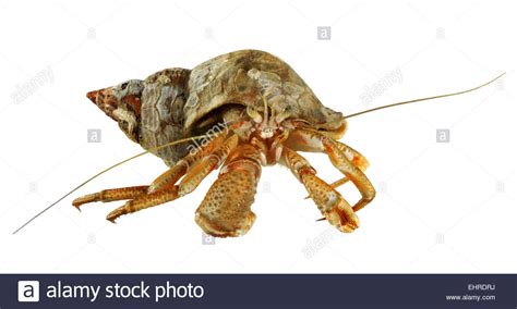 Hermit Crab - Pagurus bernhardus Stock Photo - Alamy