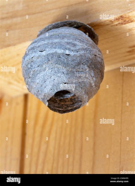 small wasp nest Stock Photo - Alamy