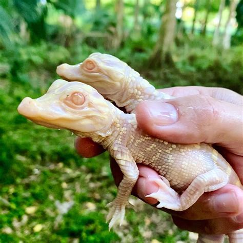 Eerie albino alligator babies hatched at Florida animal park | Live Science