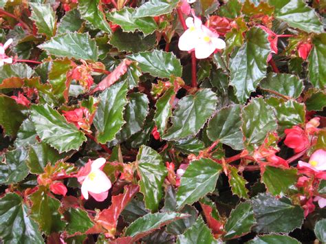 10 Varieties of Begonias for Gardens and Containers