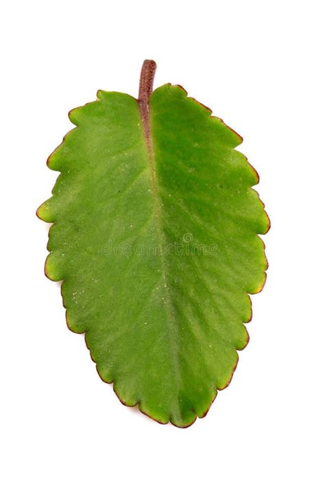 Bryophyllum leaf stock photo. Image of bryophyllum, green - 28400152