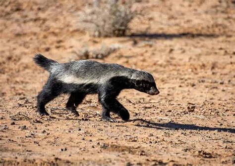 Honey Badger Behavior - AnimalBehaviorCorner