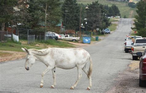 PHOTOS: The Donkeys of Cripple Creek | Multimedia | gazette.com