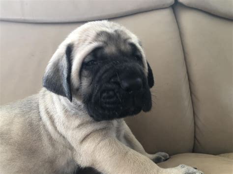 English Mastiff Puppies For Sale | Seattle, WA #271490