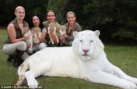 These Beautiful And Extremely Rare White 'Ligers' Are The Babies Of A ...